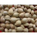 Almendra dulce en Shell (youyi 15-17mm)